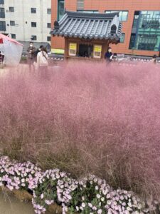 Pink muhly grass at Jogyesa Temple in Seoul